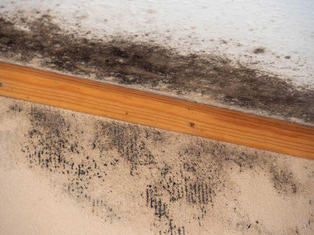 Best Mold Documentation for Insurance Claims  in Horizon West, FL